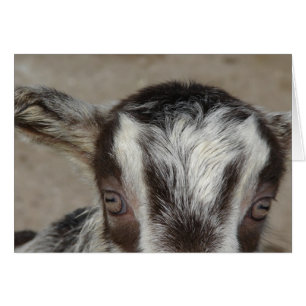 Cartão Peek-A-Boo Te Vejo