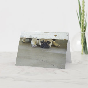Cartão Peeking Pug Greeting Card - Blank Inside