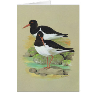 Cartão Pega-do-mar Pied - ostralegus do Haematopus