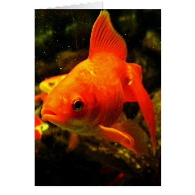 CARTÃO PEIXE (Frente)