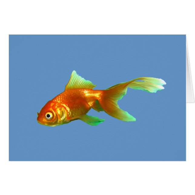 Cartão Peixe dourado oranda de cauda chique (Frente Horizontal)