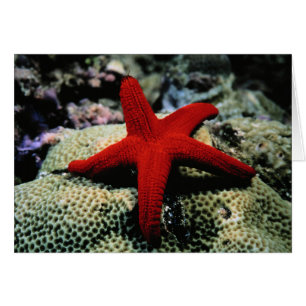 Cartão Peixe Estrela Mar Vermelho