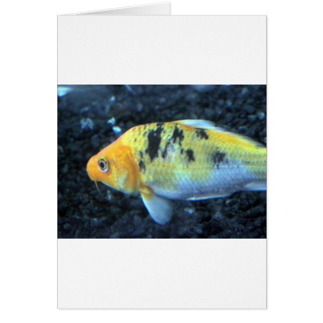 Cartão Peixe-gato picado (Frente)