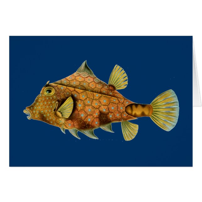 Cartão Peixe Haeckel (Frente Horizontal)