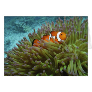 Cartão Peixe-palhaço-ocidental ( Amphiprion ocellaris )
