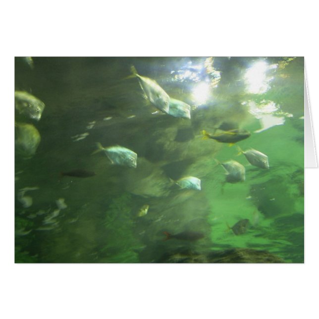 Cartão Peixes cintilantes (Frente Horizontal)