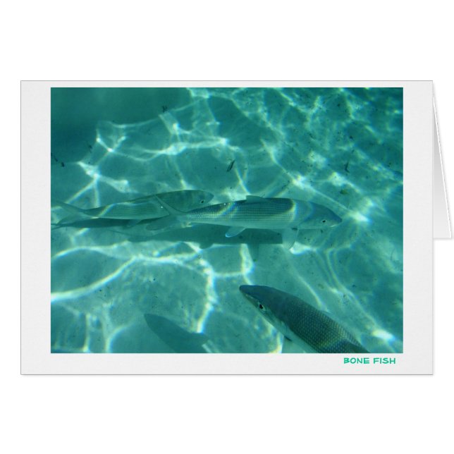 Cartão Peixes do osso (Frente horizontal)