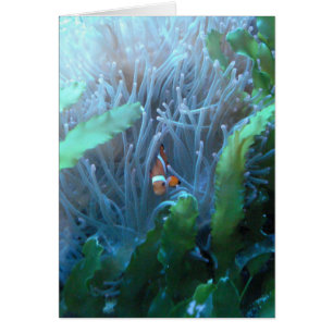 Cartão Peixes do palhaço