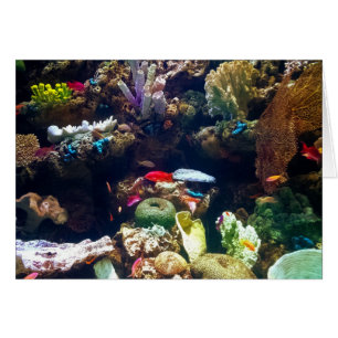 Cartão Peixes e coral