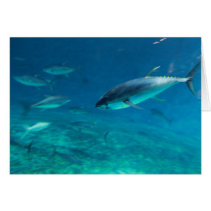 Cartão Peixes grandes