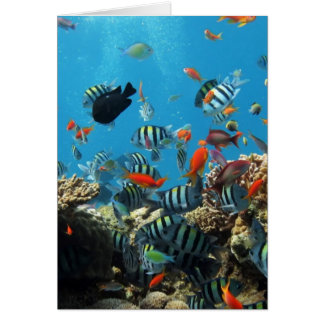 Cartão Peixes Naturescape do recife de corais