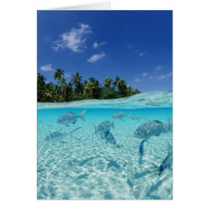 Cartão Peixes no mar