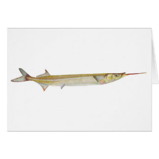 Cartão Peixes - Peixe-garfo - Hyporhamphus intermedius