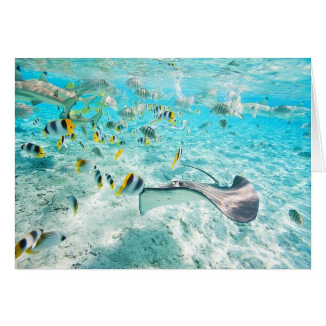 Cartão Peixes tropicais (Frente Horizontal)