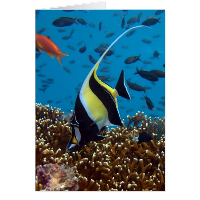 Cartão Peixes Tropicais (Frente)