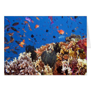 Cartão Peixes tropicais Vida aquática