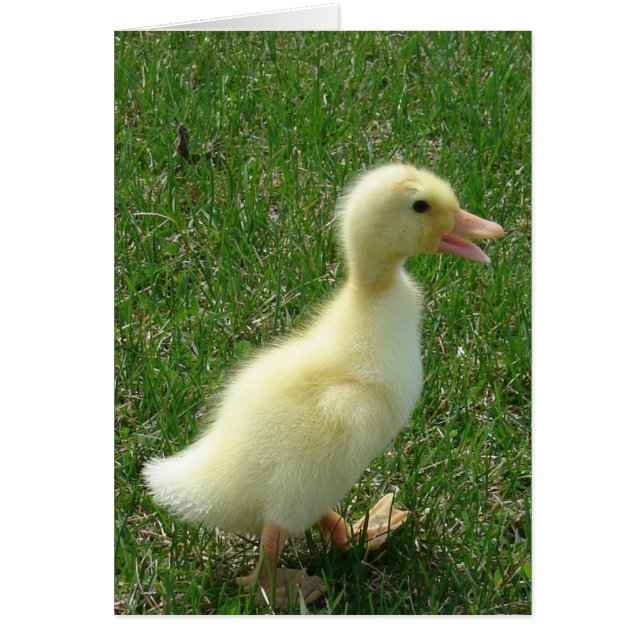 Cartão Pekin Duckling (Frente)