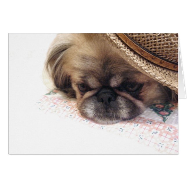 Cartão Pekingese (Frente Horizontal)