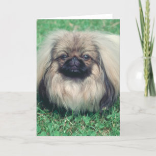 Cartão Pekingese