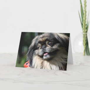 Cartão Pekingese dog greeting card