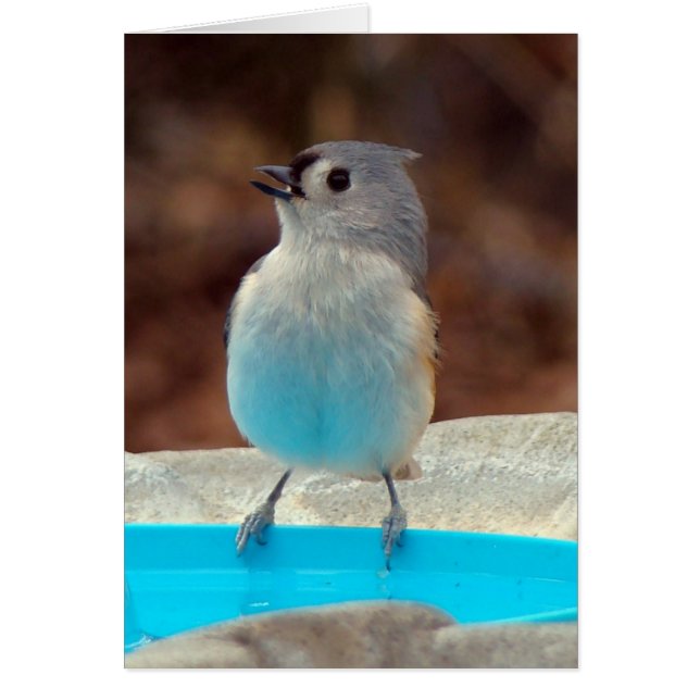 Cartão Pela Piscina (Frente)