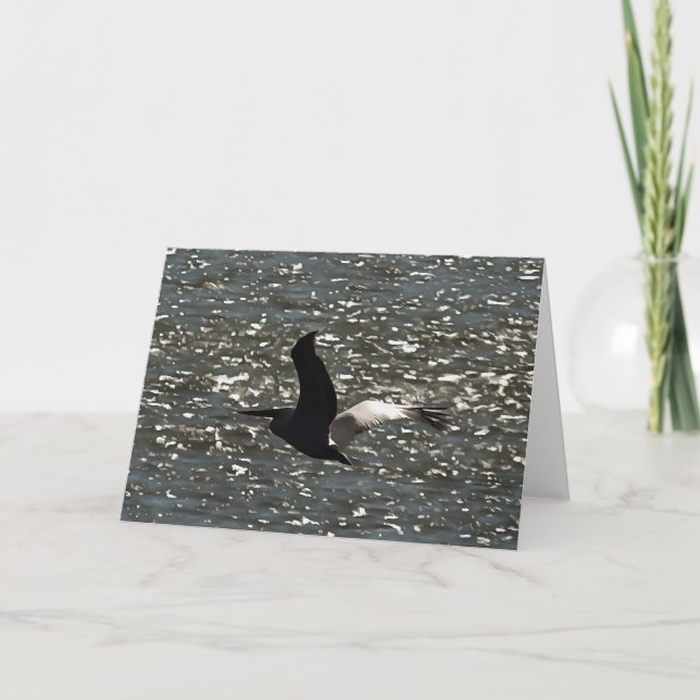 Cartão Pelican voando sobre o lago Shimmering Bafa (Frente)