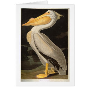 Cartão Pelicano Branco, John James Audubon
