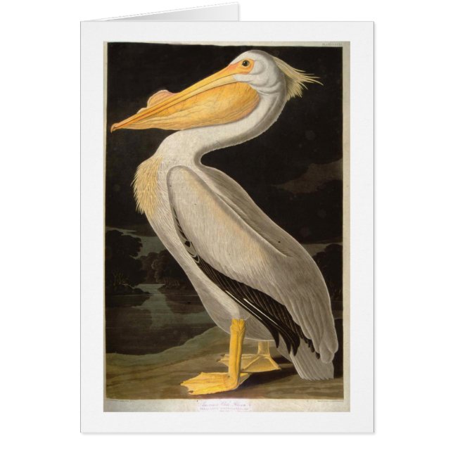 Cartão Pelicano Branco, John James Audubon (Frente)
