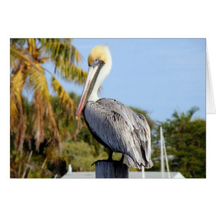 Cartão Pelicano em Jug Creek
