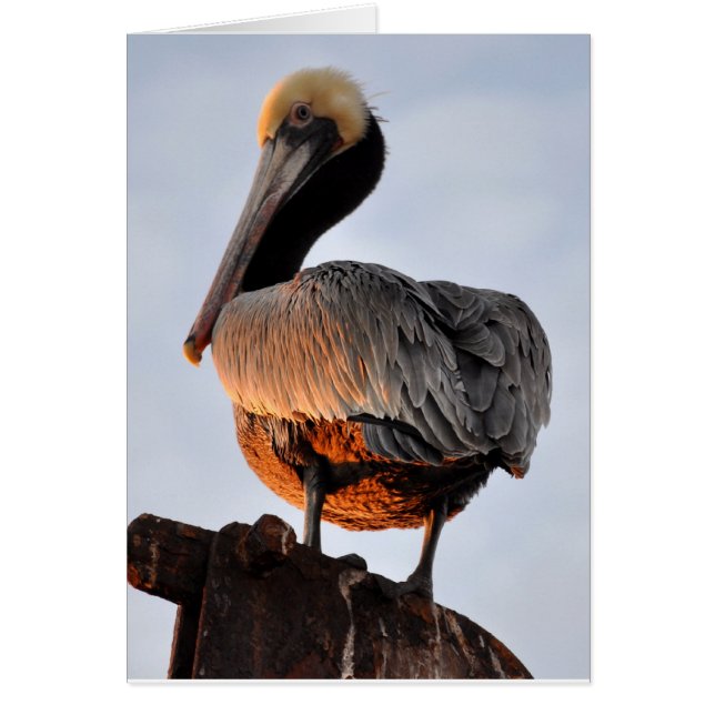 Cartão pelicano no pôr do sol (Frente)