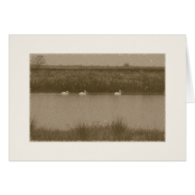 Cartão pelicanos (Frente Horizontal)