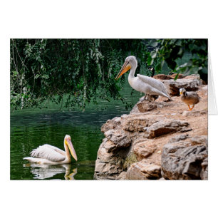 Cartão Pelicanos