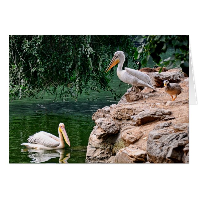 Cartão Pelicanos (Frente Horizontal)