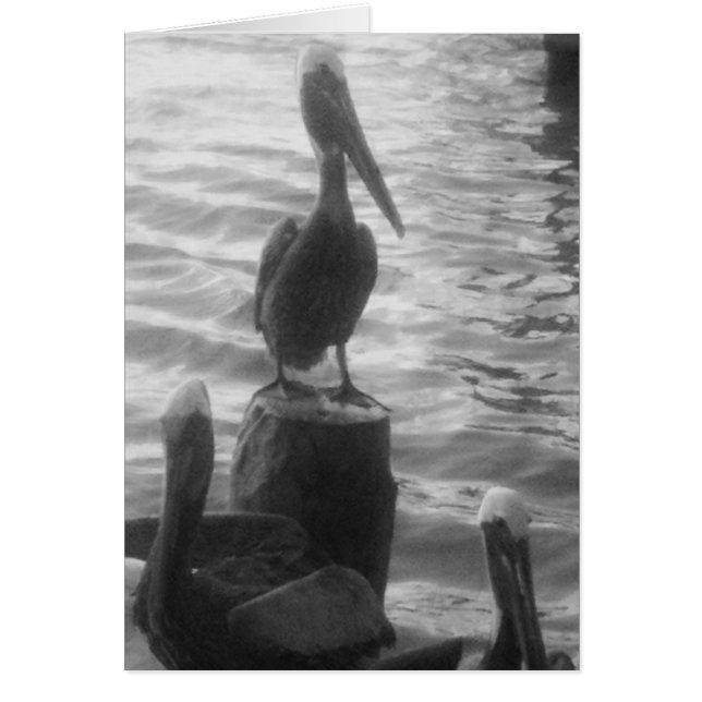 Cartão Pelicanos (Frente)