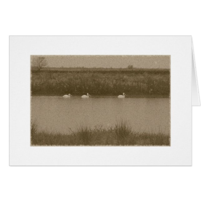 Cartão Pelicanos (Frente Horizontal)