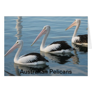 Cartão Pelicanos australianos