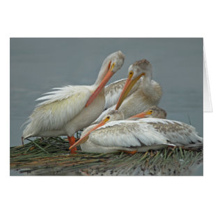 Cartão Pelicanos brancos americanos - erythrorhynchos do