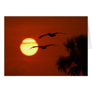 Cartão Pelicanos no Sunset