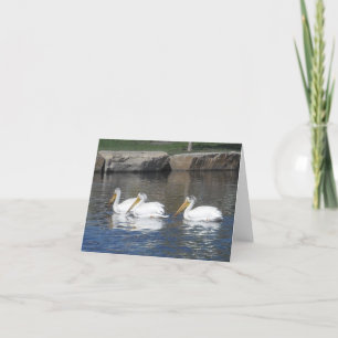 Cartão Pelicans Notecards