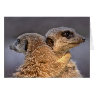 Cartão peluches de Kats