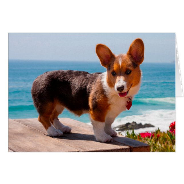 Cartão Pembroke Welsh Corgi filhote de pé na mesa (Frente Horizontal)