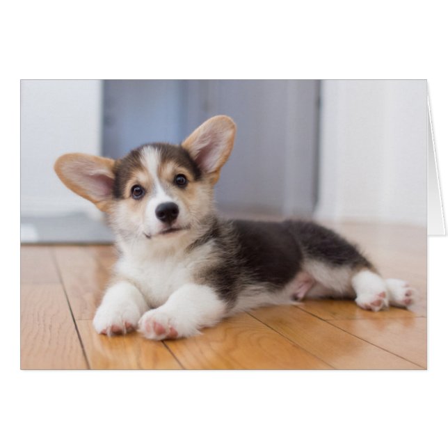 Cartão Pembroke Welsh Corgi Puppy (Frente Horizontal)