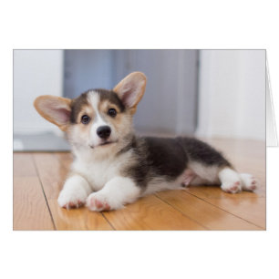 Cartão Pembroke Welsh Corgi Puppy