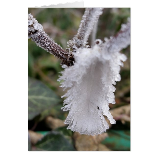 Cartão pena congelada (Frente)