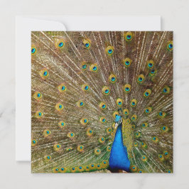 Cartão Penas da Cauda Peacock