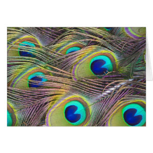 Cartão Penas de Peacock