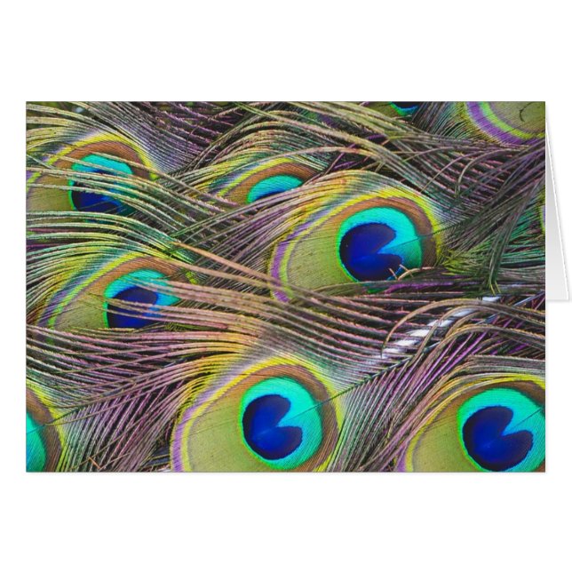 Cartão Penas de Peacock (Frente Horizontal)