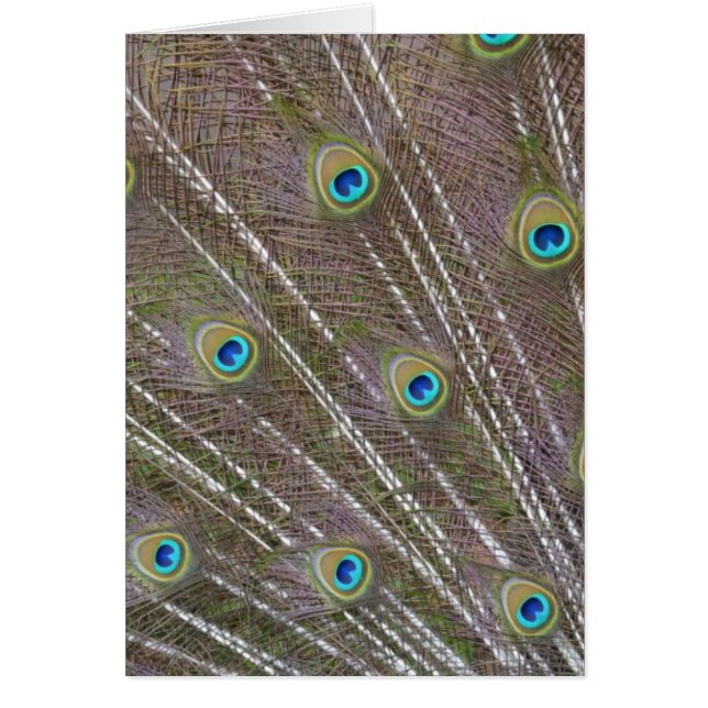 Cartão Penas de Peacock (Frente)