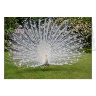 Cartão Penas de Telas de Albino Peacock