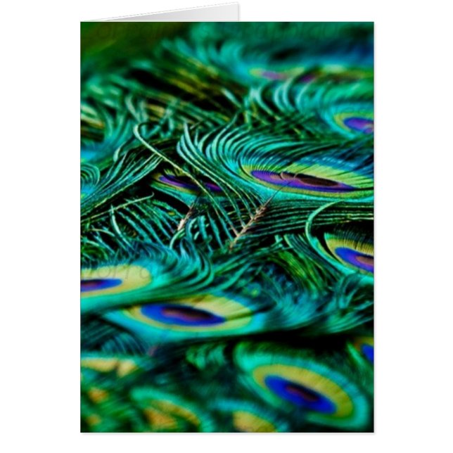 Cartão Penas do pavão (Frente)